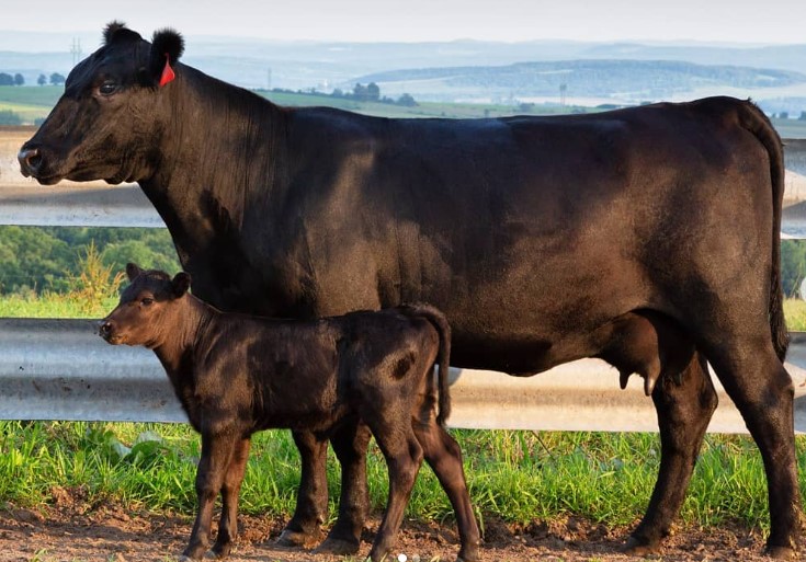 Cow Calf Pair Beautiful.jpg