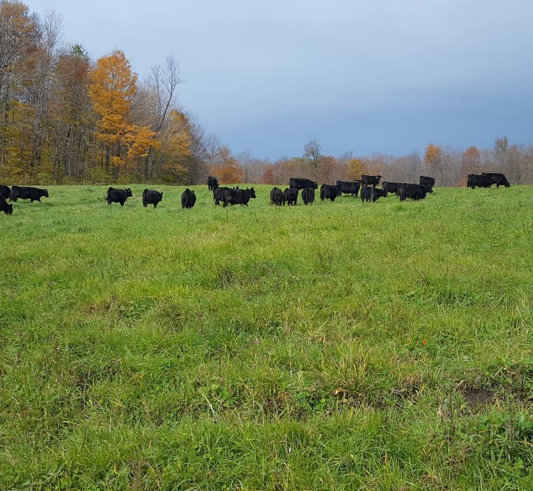 cattle in the field.jpg