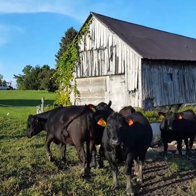 cows and barn.jpg