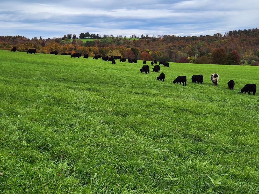 zoomed out cattle on grass.jpg